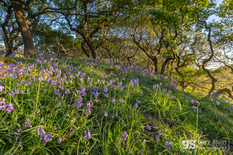 Bluebell wood, Ynys-hir - Snowdonia images
