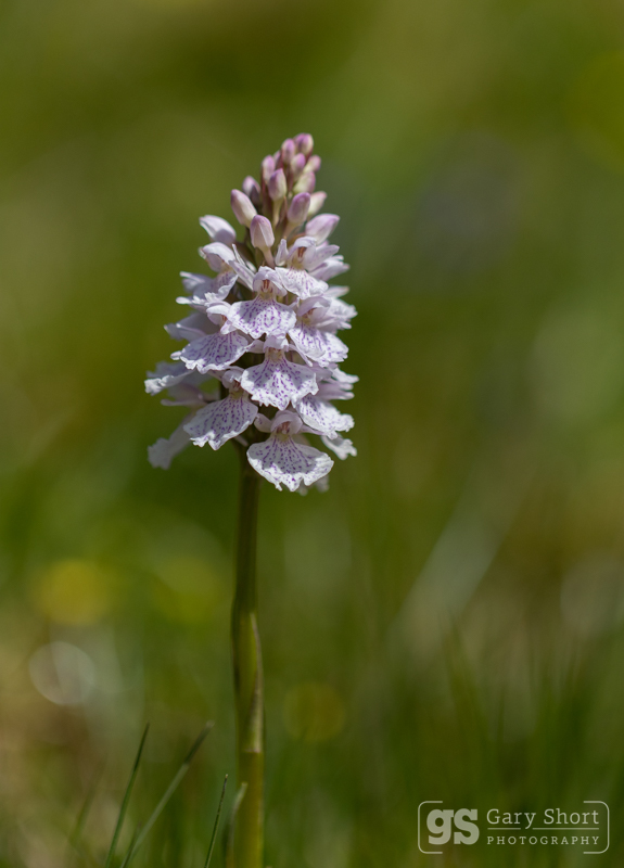 Heath Spotted-orchid - Wildlife & Nature images