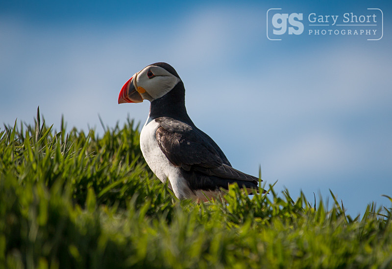 Puffin - Skomer Island and Puffins