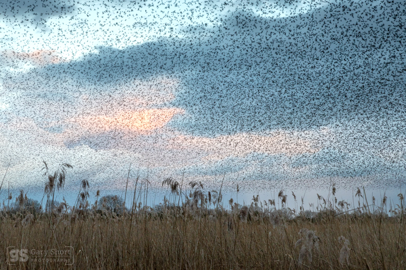 Starlings murmuration, Shapwick - Latest images