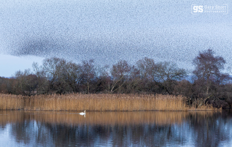 Starlings, Avalon Marshes_GS1093 - Latest images