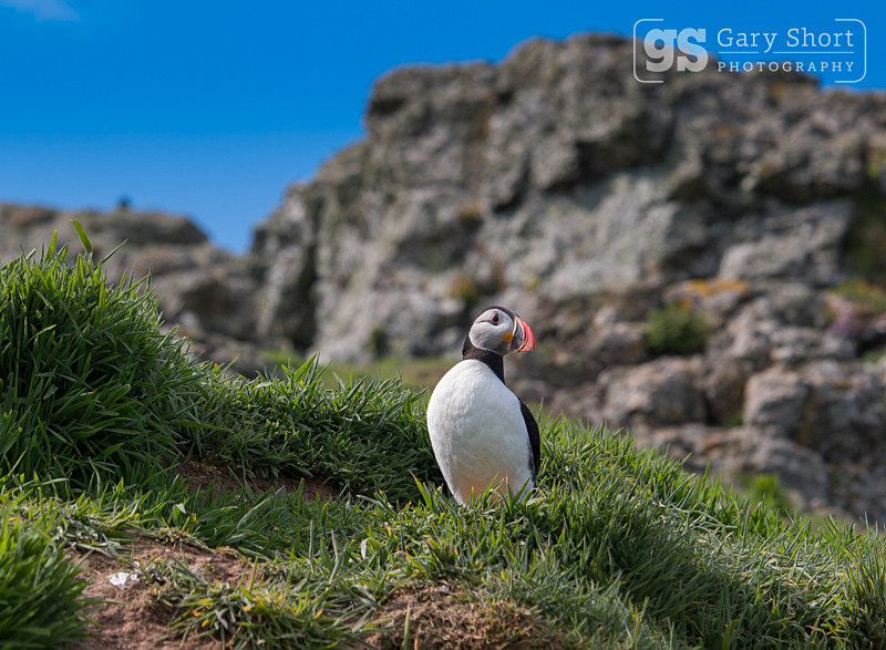 Puffin on Skomer Island - Skomer Island and Puffins