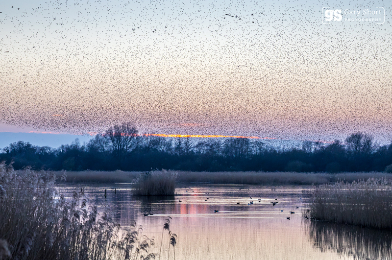 Starling Murmurations, Avalon Marshes_GS1127 - Latest images