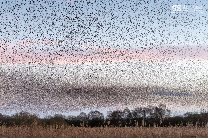 Starling Murmurations, Avalon Marshes_GS1136 - Latest images