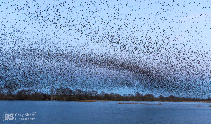 Starling Murmurations, Avalon Marshes_GS1115 - Latest images