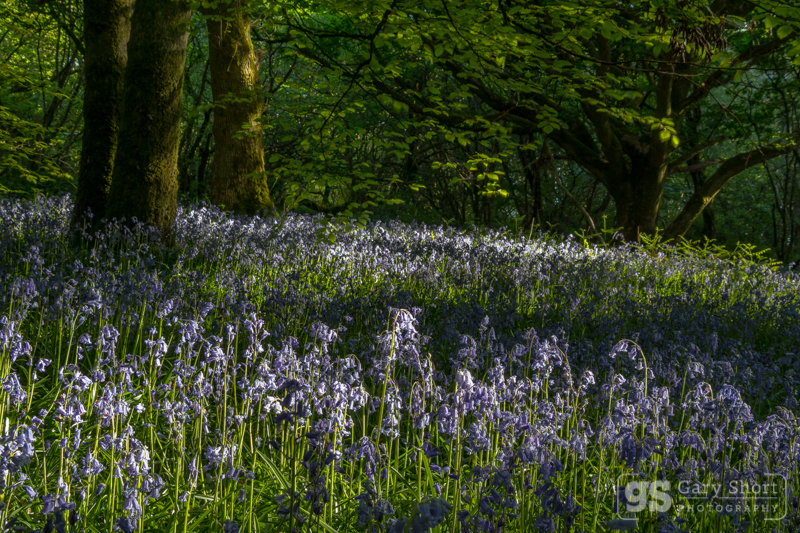 Bluebell wood, Snowdonia - Wildlife & Nature images