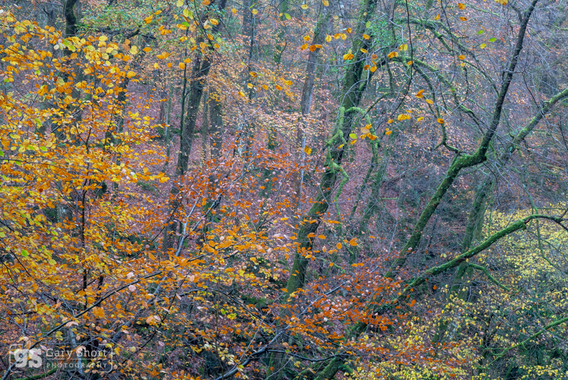 Autumn colours - Snowdonia images