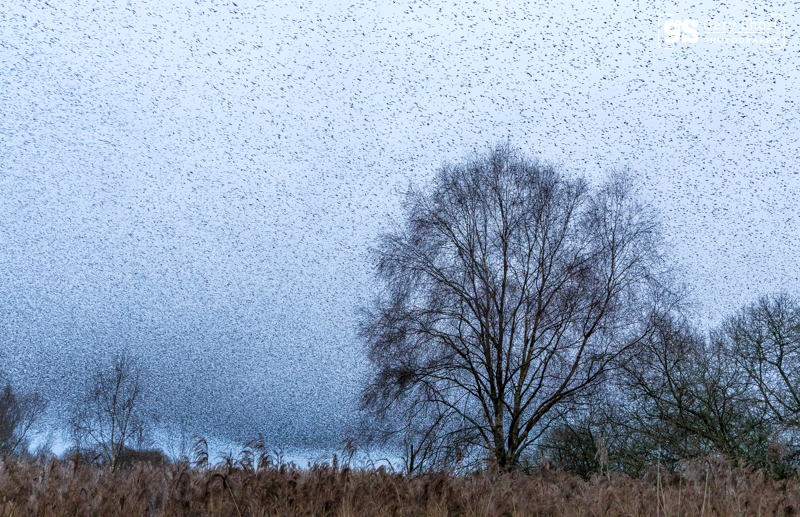 Starling Murmurations, Avalon Marshes_GS1110 - Latest images