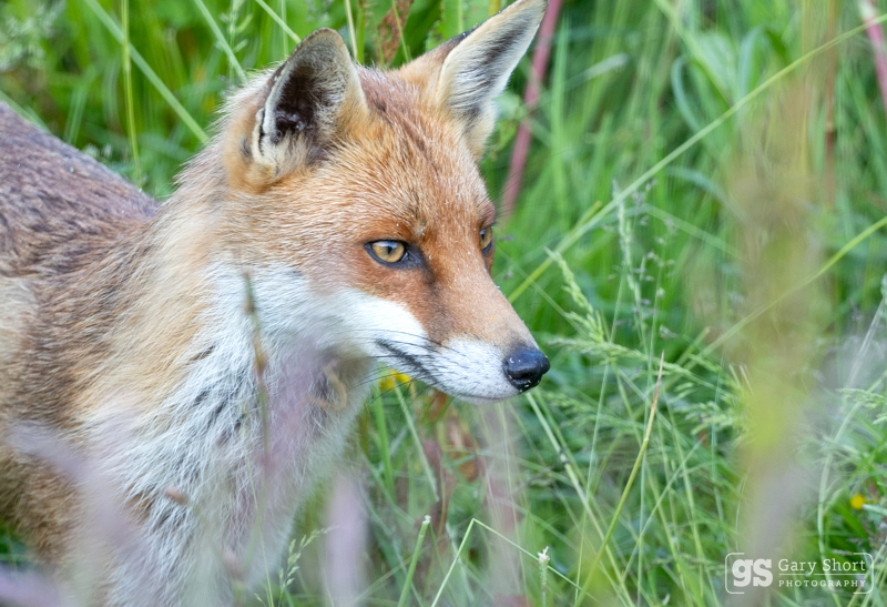Young fox portrait - Latest images