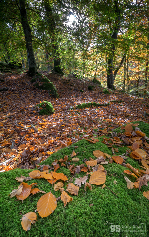 Carpet of colour - Snowdonia images