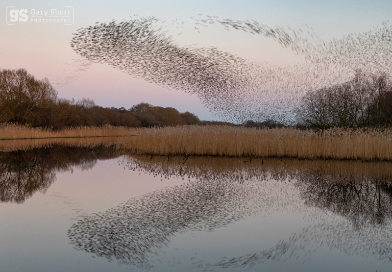 Murmuration reflected - Somerset Levels