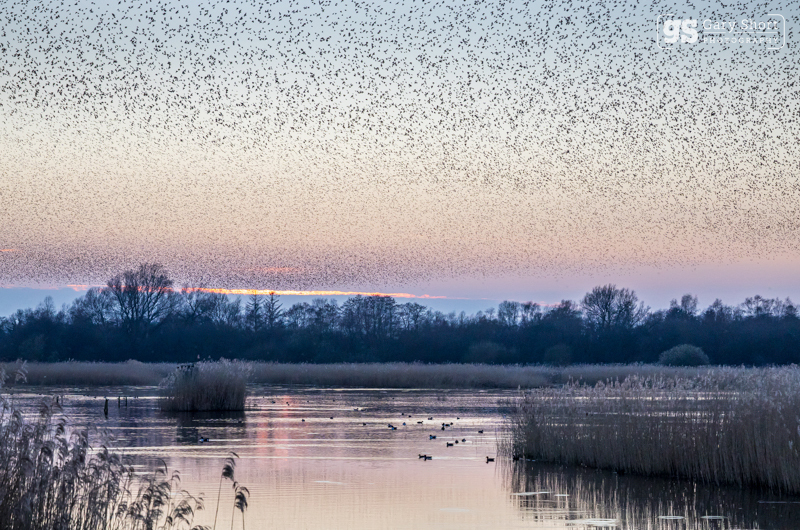 Starling Murmurations, Avalon Marshes_GS1129 - Latest images