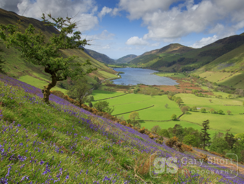Spring bluebells, Tal-y-llyn - Snowdonia images