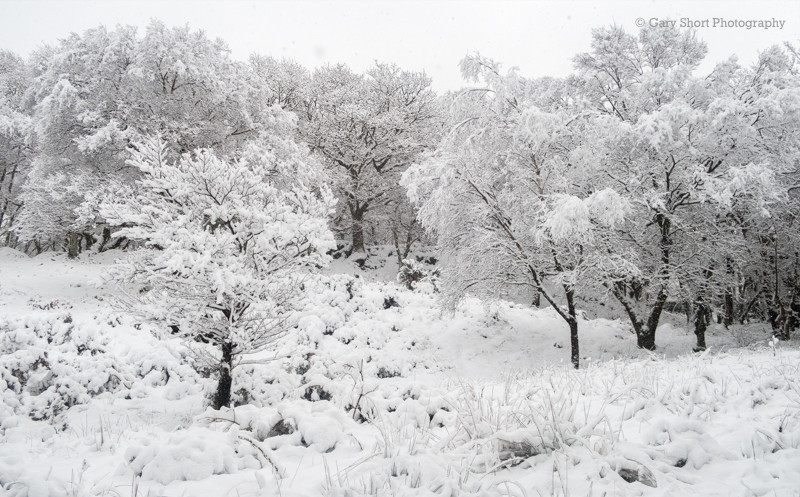 Woodland snow I - Snowdonia images