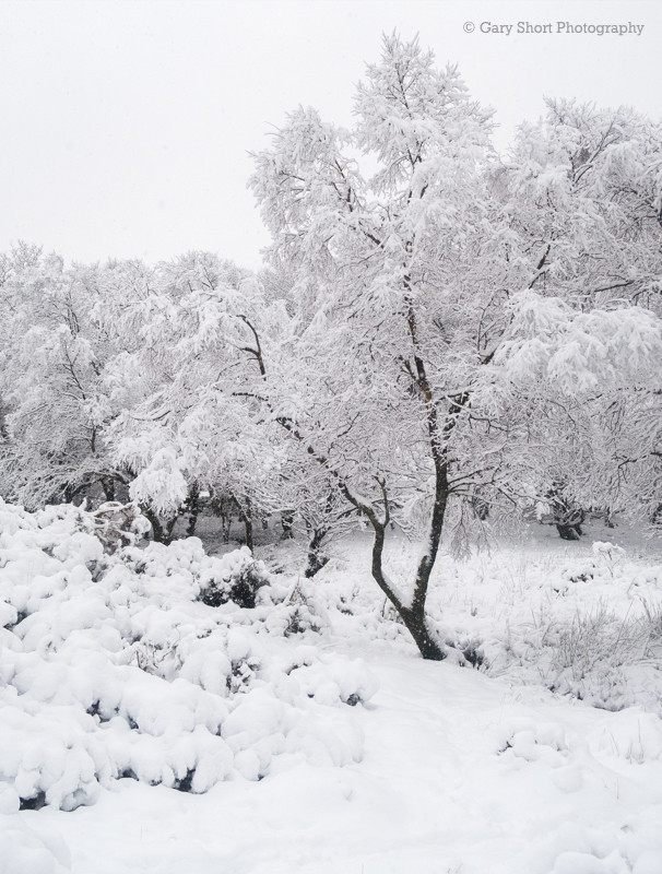 Woodland snow II - Snowdonia images
