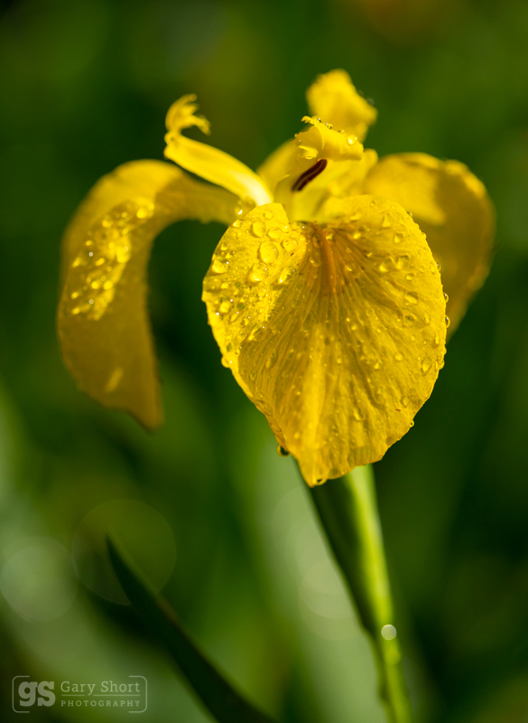 Yellow Iris - Wildlife & Nature images