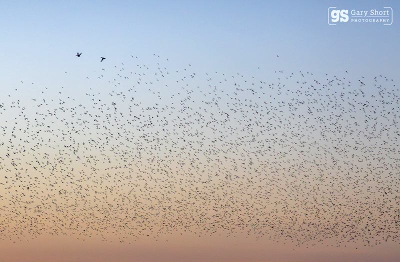 Starling Murmurations, Avalon Marshes_GS1125 - Latest images