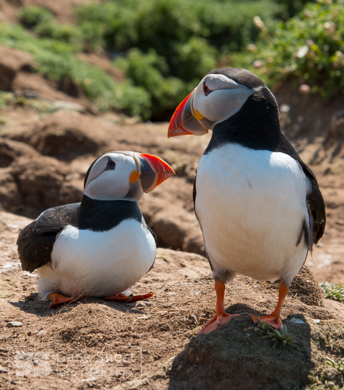 Puffins, Skomer Island - Skomer Island and Puffins