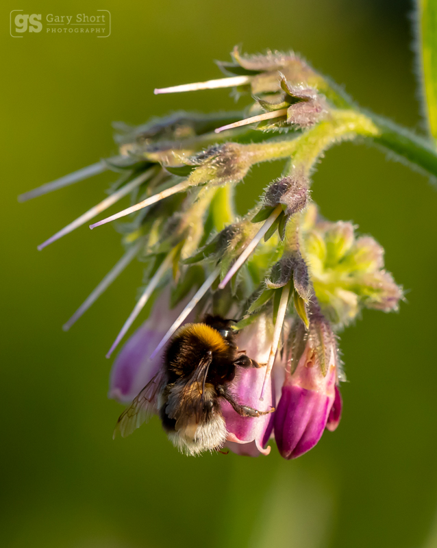 Bumble Bee on Comfrey - Wildlife & Nature images