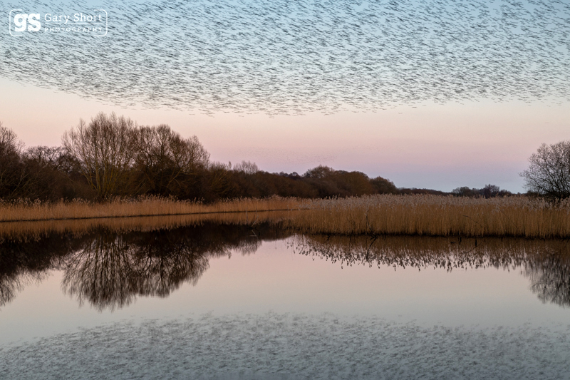 Murmuration reflection - Somerset Levels