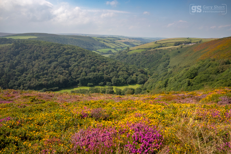 Heather moors, County Gate, Exmoor - Exmoor National Park