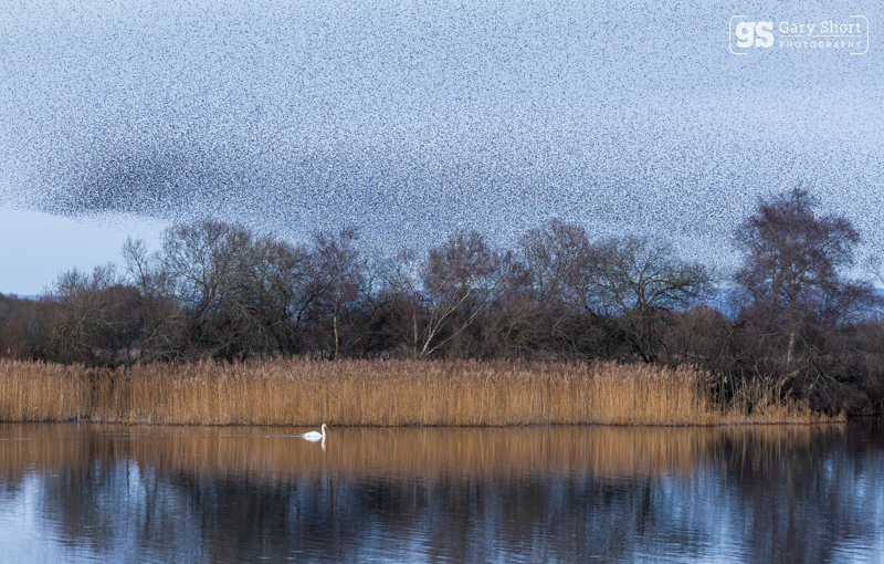 Starlings, Avalon Marshes_GS1093 - Latest images