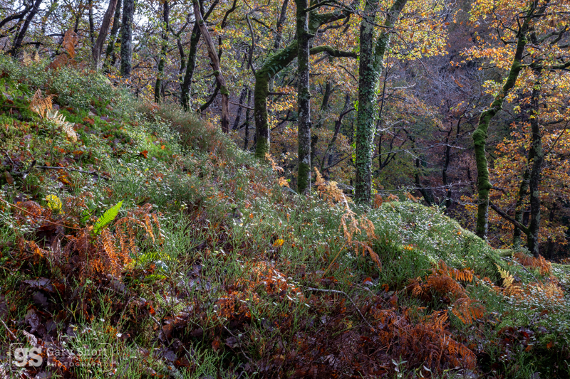 Autumn in the woods - Snowdonia images
