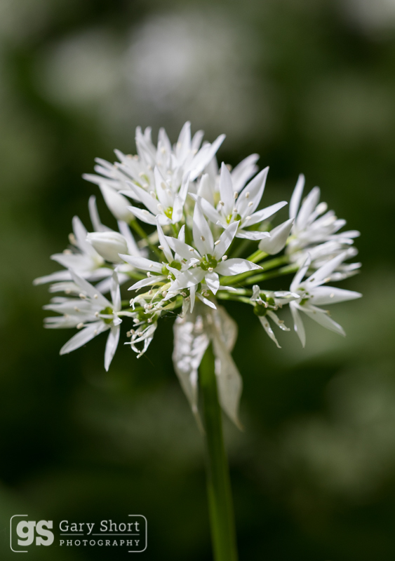 Wild Garlic detail - Wildlife & Nature images