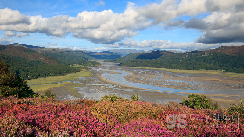 Heather above the Mawddach Estuary - Snowdonia images