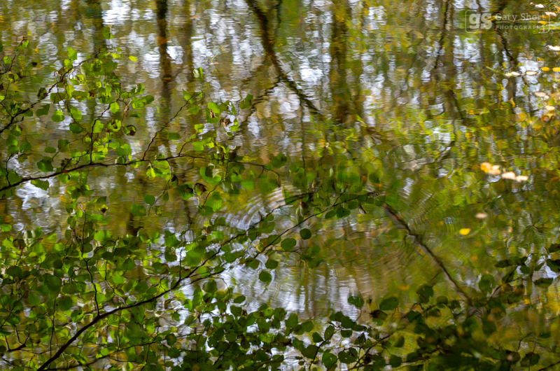 Woodland reflections - Snowdonia images