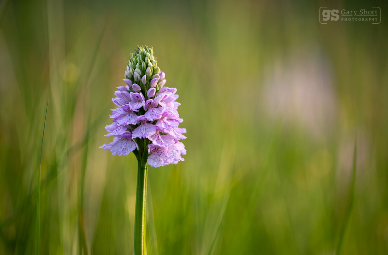 Heath Spotted-orchid (Dactylorhiza maculata) - Wildlife & Nature images