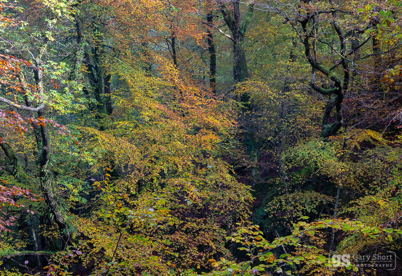 Welsh rainforest, Snowdonia - Snowdonia images