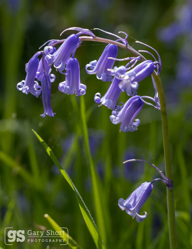Bluebell detail - Wildlife & Nature images