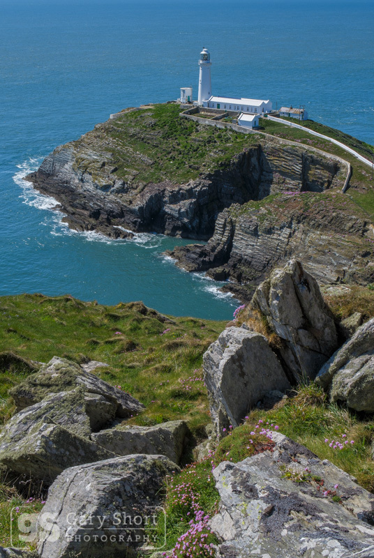 Sea Thrift above South Stack, Ynys Mon (Anglesey) - North Wales images