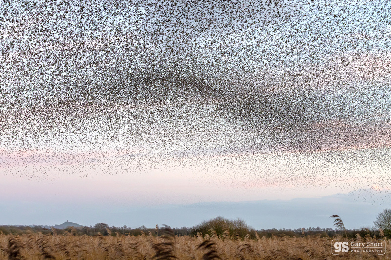Starling Murmurations, Avalon Marshes_GS1101 - Latest images