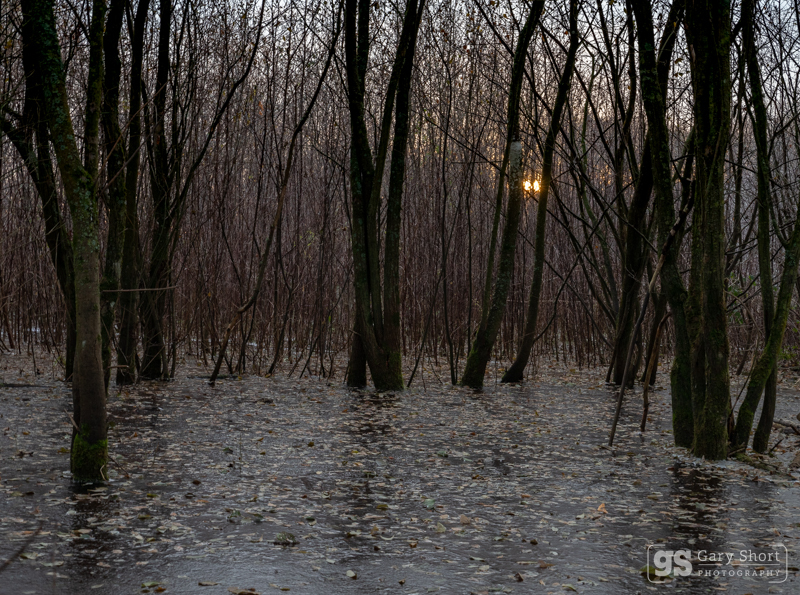 First light, Avalon marshes - Latest images