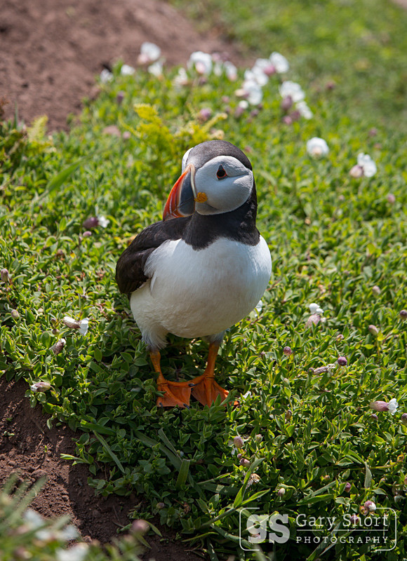 Puffin on Skomer Island - Skomer Island and Puffins