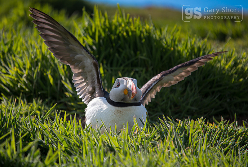 Puffin, Skomer Island - Skomer Island and Puffins