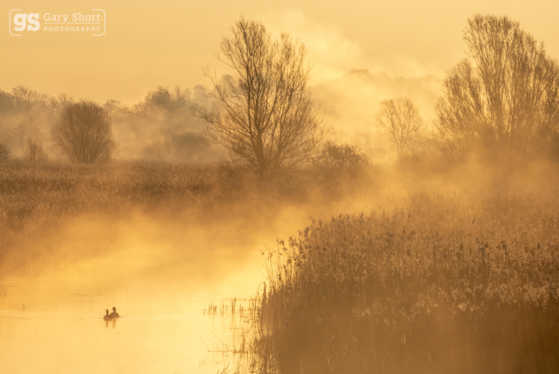 Misty dawn, Avalon Marshes - Latest images