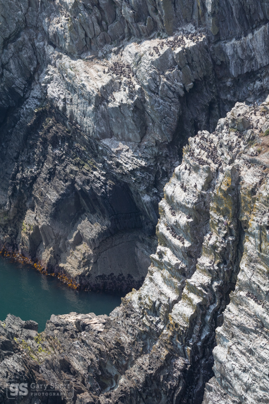 Guillemot colony, South Stack - North Wales images