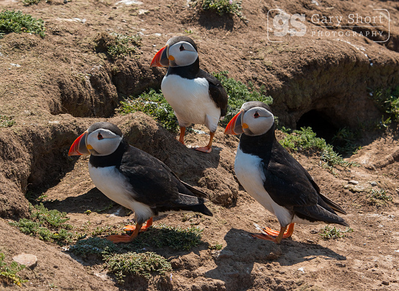 Puffins on Skomer Island - Skomer Island and Puffins