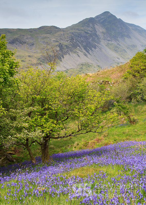 Bluebells below Cnicht - Snowdonia images