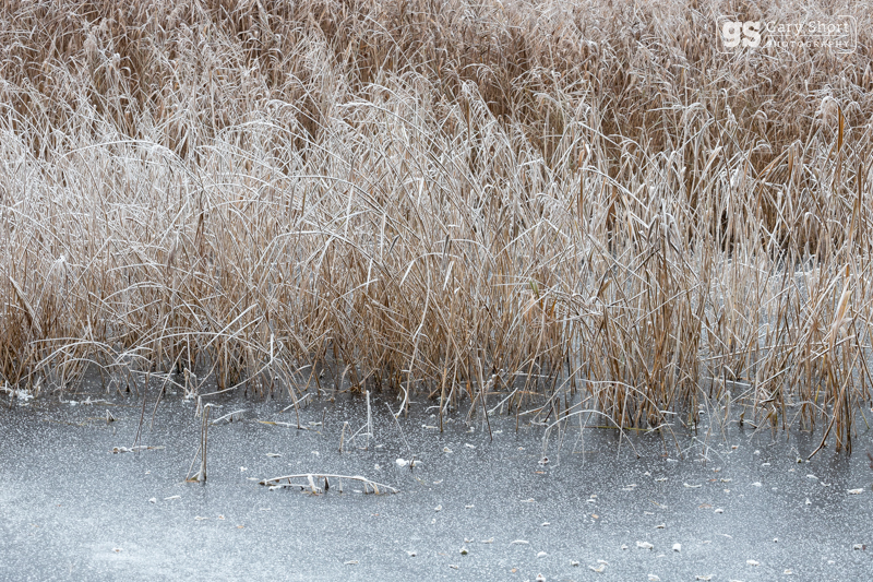 Winter reeds - Latest images