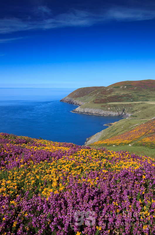 Gorse and Heather, Porth Llanllawen - North Wales images