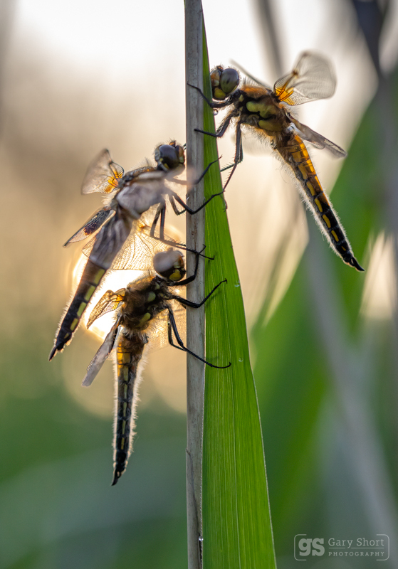 Four-spotted Chasers, Ham Wall - Latest images
