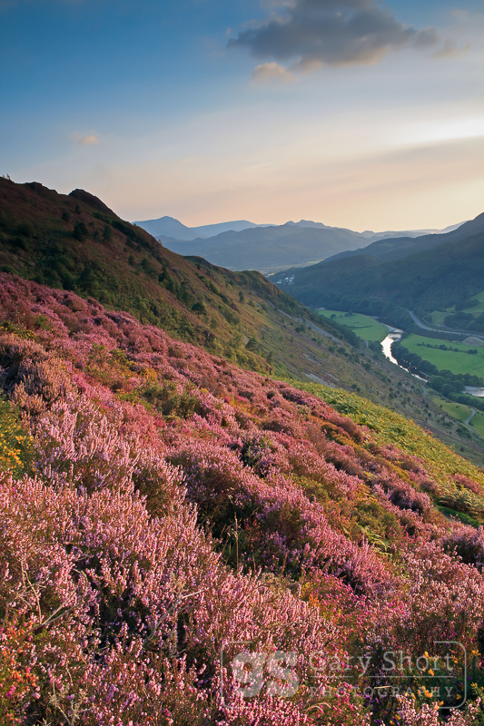 Heather in bloom, Foel Cynwch - Snowdonia images