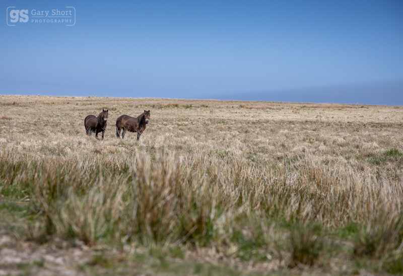 Exmoor ponies near Little Buscombe - Exmoor National Park