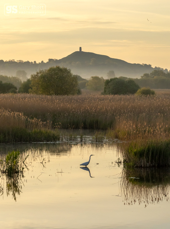 First light of morning, Avalon Marshes - Latest images
