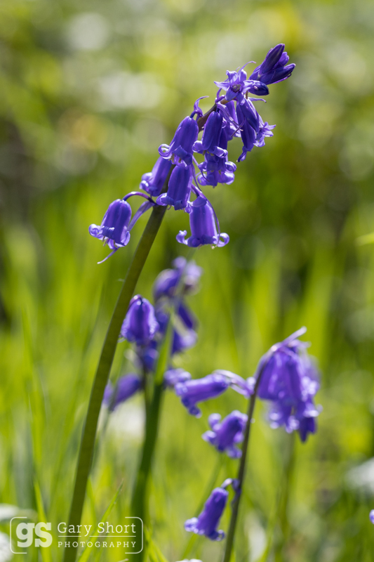 Bluebells - Wildlife & Nature images