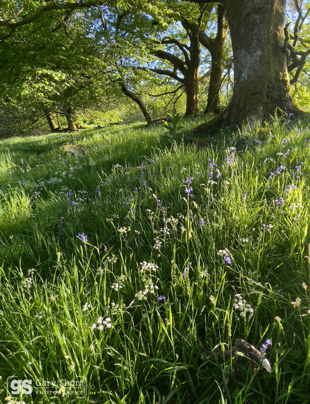 Summer meadow, Snowdonia - Snowdonia images